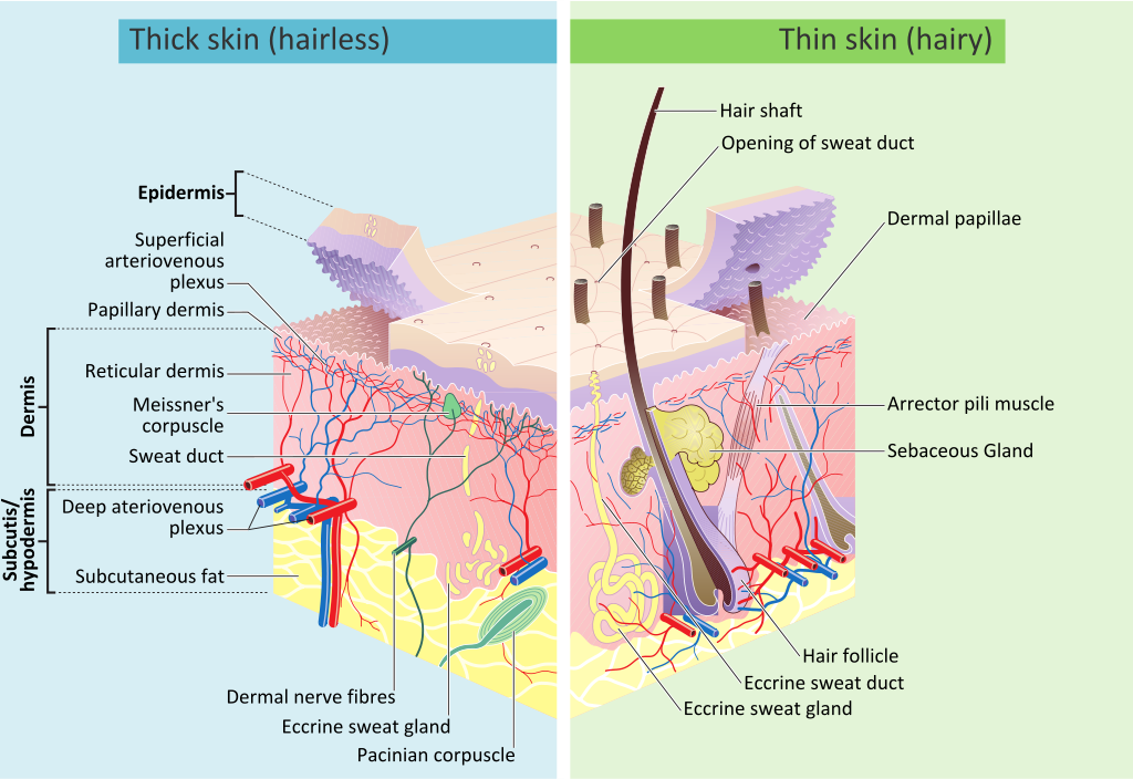 Skin_layers. wikimedia commons svg