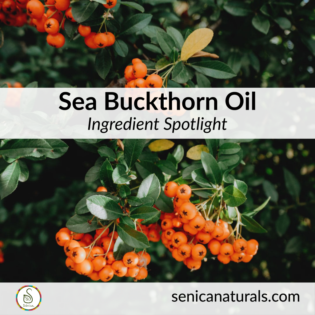 Sea Buckthorn Berry Oil rich in antioxidants and moisturizing properties