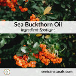 Sea Buckthorn Oil Ingredient Spotlight square